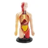 The Purple Cow The Human Body Advent Calendar: Educational Paper & Cardboard Winter Display