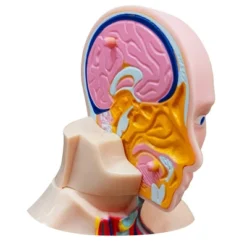 The Purple Cow The Human Body Advent Calendar: Educational Paper & Cardboard Winter Display -Christmas Gifts Store GUEST 1b6741bb 509d 43ff bc0c d4c00fed6725