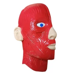 The Purple Cow The Human Body Advent Calendar: Educational Paper & Cardboard Winter Display -Christmas Gifts Store GUEST 3a9cb3a9 6fd4 4ed9 a81a 54ce34fea468