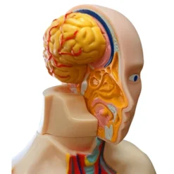 The Purple Cow The Human Body Advent Calendar: Educational Paper & Cardboard Winter Display -Christmas Gifts Store GUEST 58df7db3 598b 4ea7 a852 c57a11bdf585