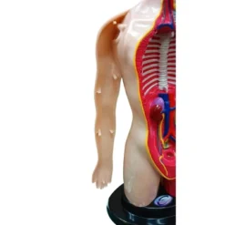 The Purple Cow The Human Body Advent Calendar: Educational Paper & Cardboard Winter Display -Christmas Gifts Store GUEST c7be62e5 1d13 43e9 a171 15c684c97e49